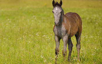 Animals, Flowers, Grass, Field, Stroll, Stallion HD wallpaper