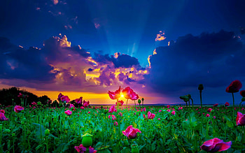 Flowers at sunset, night, summer, wildflowers, field, clouds, sky, beautiful, sunset HD wallpaper