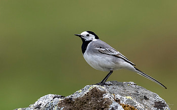 Wagtail, animal, Latvia, bird HD wallpaper