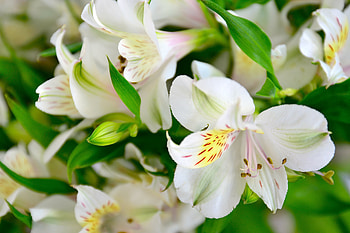 Flowers, Lilies, Petals, Buds, Flora HD wallpaper