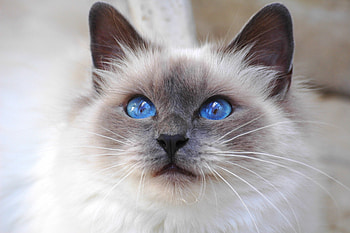 Cat, Animals, Fluffy, Muzzle, Color, Sight, Opinion, Nice, Sweetheart, Blue Eyed, Blue-Eyed HD wallpaper