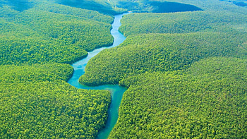 Brazil, Amazon Rain Forest HD wallpaper