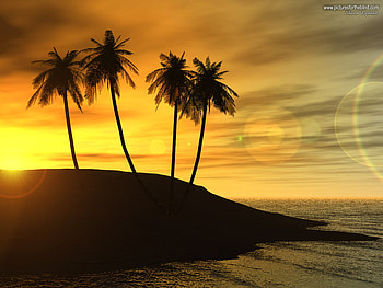 Golden sunset, sky, palm, sunset, beach HD wallpaper