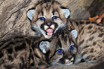 Blue Eyed Mountain Lion Cubs, Beautiful, Wild, Cubs, Mountains, Blue eyes HD wallpaper
