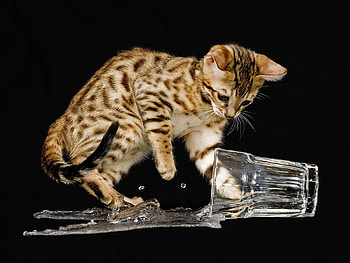 cat in the water.., cute, glass, cat, water HD wallpaper