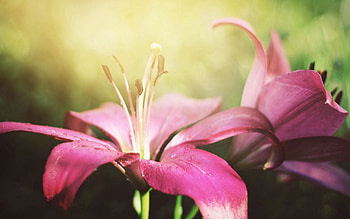Pink, Flower, Macro, Petals, Lily HD wallpaper