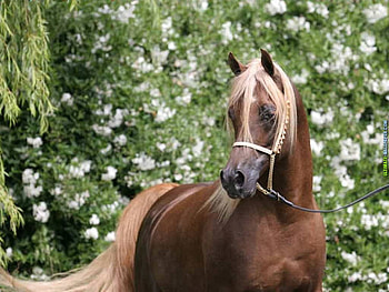Brown horse, animal, dom, run, horse HD wallpaper