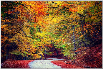 Colors of Autumn, , colors, autumn, road, beautiful, tree HD wallpaper