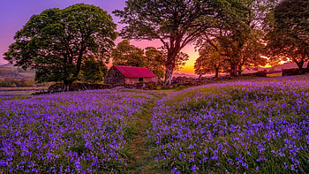 Meadow with wildflowers at sunset, trees, meadow, cottage, serenity, sunset, house, beautiful, summer, wildflowers, hut, countryside HD wallpaper