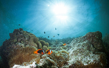Coral reef MacBook Air HD wallpaper