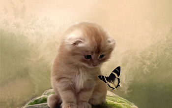 Kitty Playing With Butterfly, kitty, animals, cute, butterfly HD wallpaper