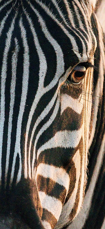 African zebra, , Striking patterns HD phone wallpaper