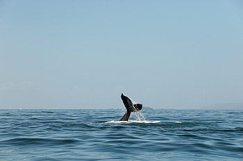 Animals, Spray, Whale, Tail HD wallpaper