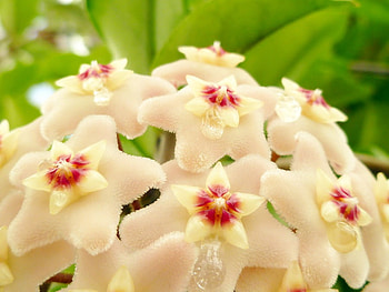 prettyful, white, nature, pretty, flower HD wallpaper