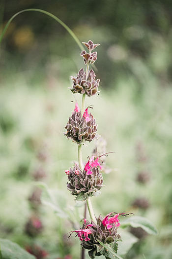 Flower, Plant, Macro, Wild, Stem, Stalk, Inflorescences, Inflorescence HD phone wallpaper