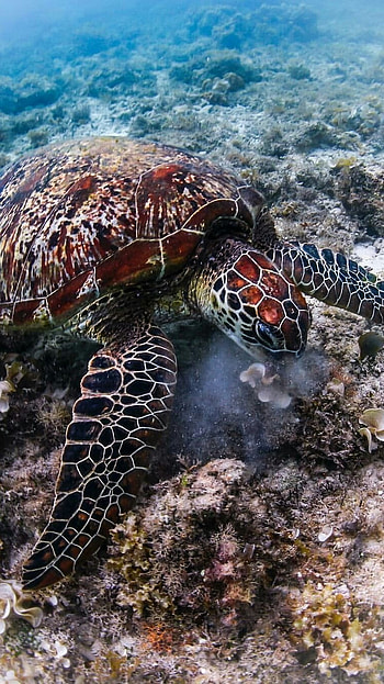 Turtle, Adorable Tortoise HD phone wallpaper