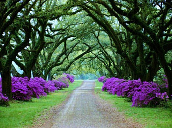 Azalea path, purple, pathway, green, trees, azalea, border HD wallpaper