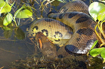 Anaconda, Amazon jungle, Anaconda HD wallpaper