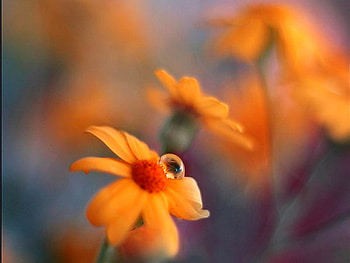 Dew on Flower, cool HD wallpaper