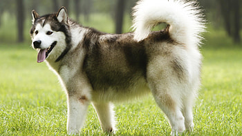 Alaskan Malamute , Animal hq , 2019, Alaskan Malamute HD wallpaper