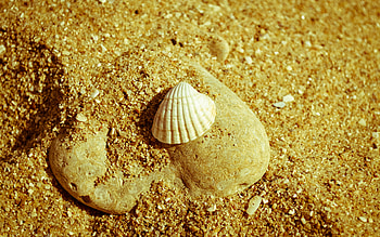 Background, Shells HD wallpaper