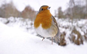 Animals, Winter, Snow, Bird HD wallpaper