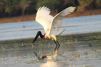 Birding Tours, Paradise Expeditions, Belize, Guided Birding HD wallpaper