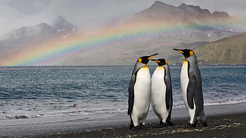 Three Penguins Are Standing On Beach Sand In Rainbow Ocean Background Penguin HD wallpaper