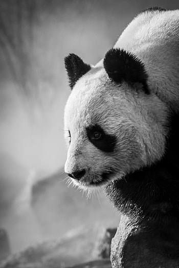 Animals, Bw, Chb, Animal, Profile, Panda HD phone wallpaper