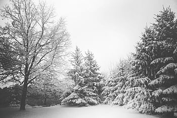 Tranquil black and white winter scene with snow-covered trees. HD wallpaper