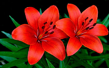 Two Beautiful Orange Lilies, petals, nature, flowers, lilies, orange HD wallpaper