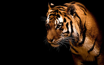 tigere, tiger HD wallpaper