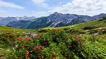 Tannheimer Valley, Tirol, Austria, wildflowers, clouds, sky, mountains, alsalps HD wallpaper