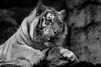 Animals, Muzzle, Predator, Tiger, Wild Cat, Wildcat HD wallpaper