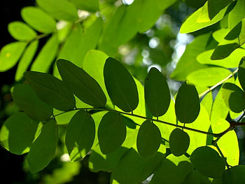 Warm Leaves, shadow, leaves, light, green, sky, nature, sun, forest HD wallpaper