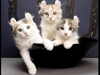 3 cute kittens, sweet, animal, kitten, cat, feline HD wallpaper