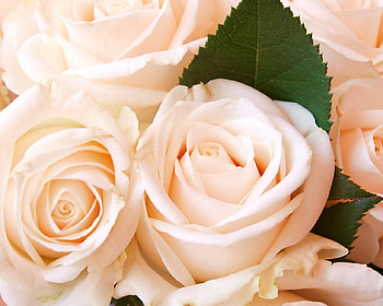 Beautiful rose, rose, flowers, blooms, petals HD wallpaper