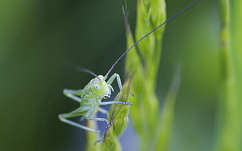 Grass, Macro, Bright, Insect, Antennae, Tendrils HD wallpaper