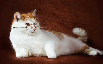 *** Cat ***, animal, cats, cat, animals HD wallpaper