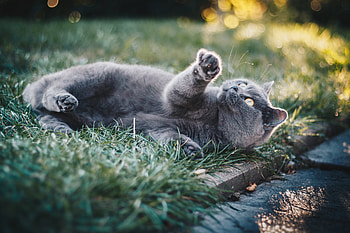 Gray Cat In Grass , cat, animals HD wallpaper