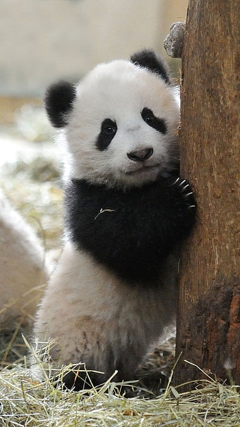 Panda, Adorable Panda HD phone wallpaper