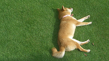 Shiba Inu, , 73 shiba inu HD wallpaper