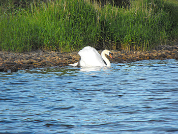 swan swimming, swan, mute, water, loch HD wallpaper