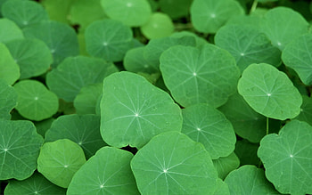 Plants, Leaves HD wallpaper