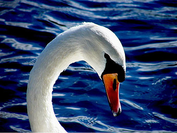 Swan, animal, waves, bird, water HD wallpaper