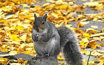 Animals, Squirrel HD wallpaper