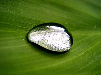 Background, Drops HD wallpaper