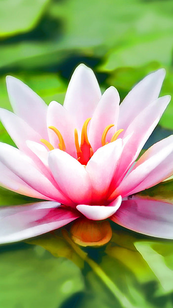 Nature, lily , backgrounds HD phone wallpaper