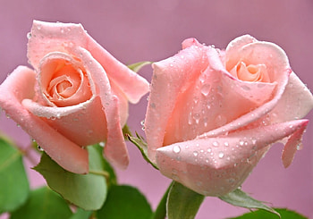 PALE PINK ROSES, ROSES, , PINK, PALE HD wallpaper