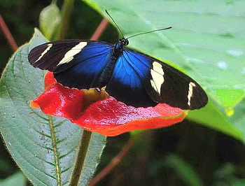 Sara, blue, white, black, butterfly, longwing, red flower HD wallpaper